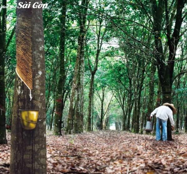 Sản phẩm test giá